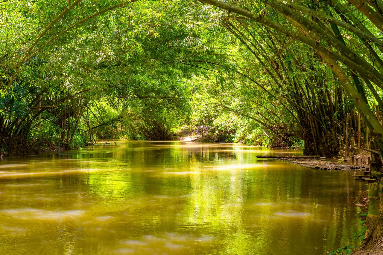 Serene river flowing through natural bamboo tunnel with golden sunlight reflecting on water surface in Falmouth Jamaica mangroves.