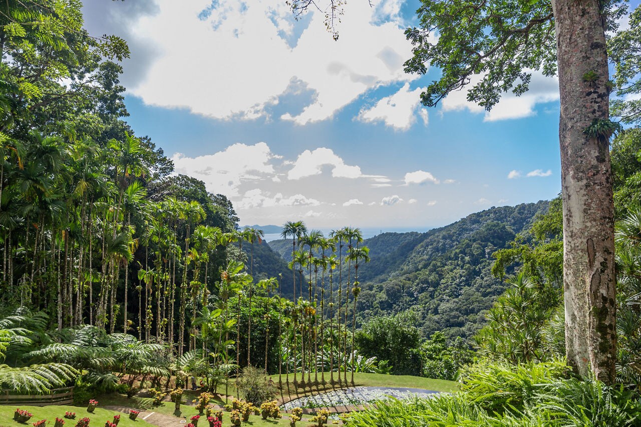 A tropical garden in Jardin de Balata, Martinique, featuring tall palm trees, colorful flowers, and a panoramic view of green mountains stretching toward the distant sea.