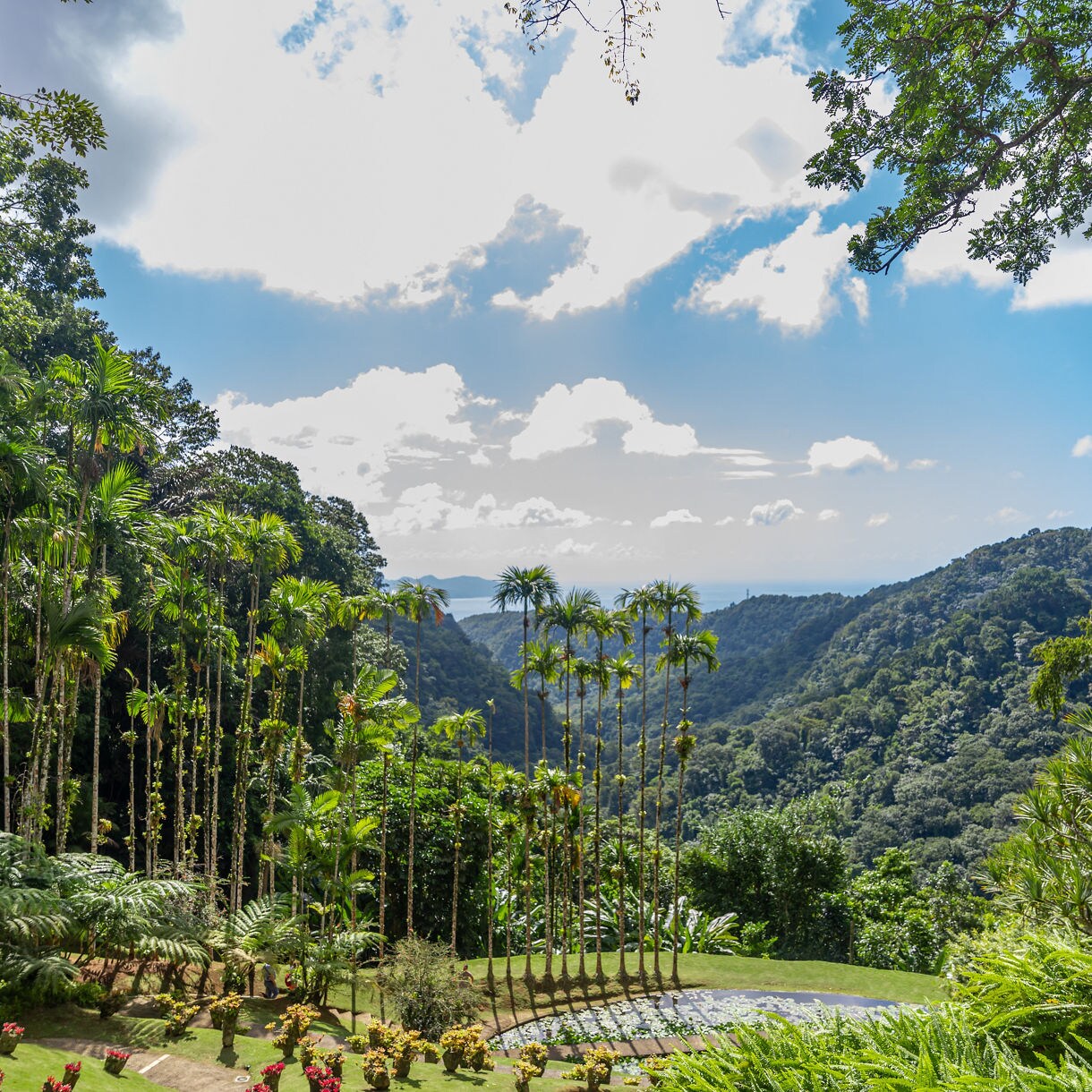A tropical garden in Jardin de Balata, Martinique, featuring tall palm trees, colorful flowers, and a panoramic view of green mountains stretching toward the distant sea.