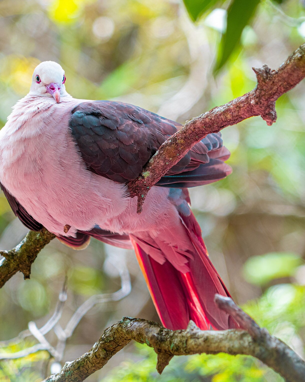 A pink and white pigeon with dark wings resting on a tree branch in a forest setting.