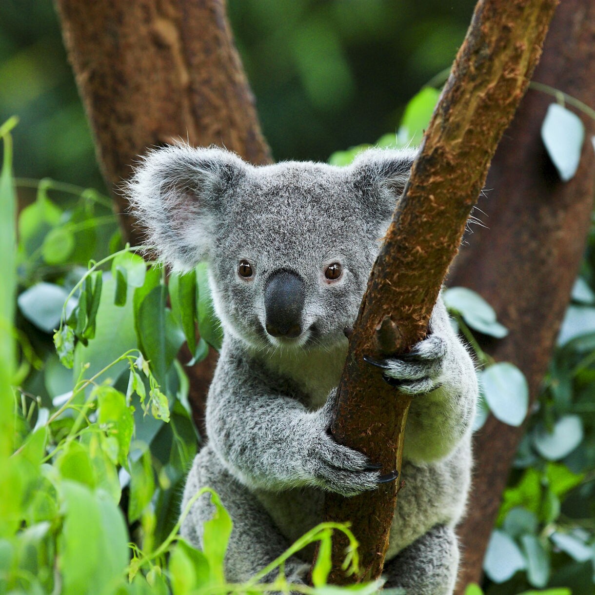 Wild koala bear gripping eucalyptus tree branch in lush Australian forest habitat.