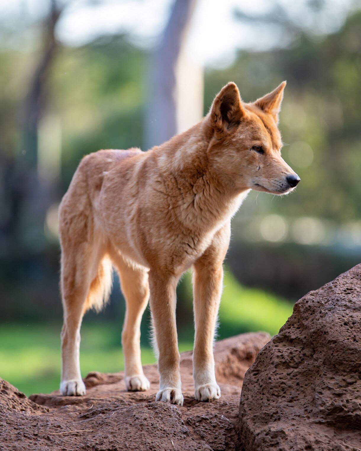 A dingo standing alert on reddish rocks in sunlight, surrounded by green blurred foliage at Healesville Sanctuary near Melbourne.