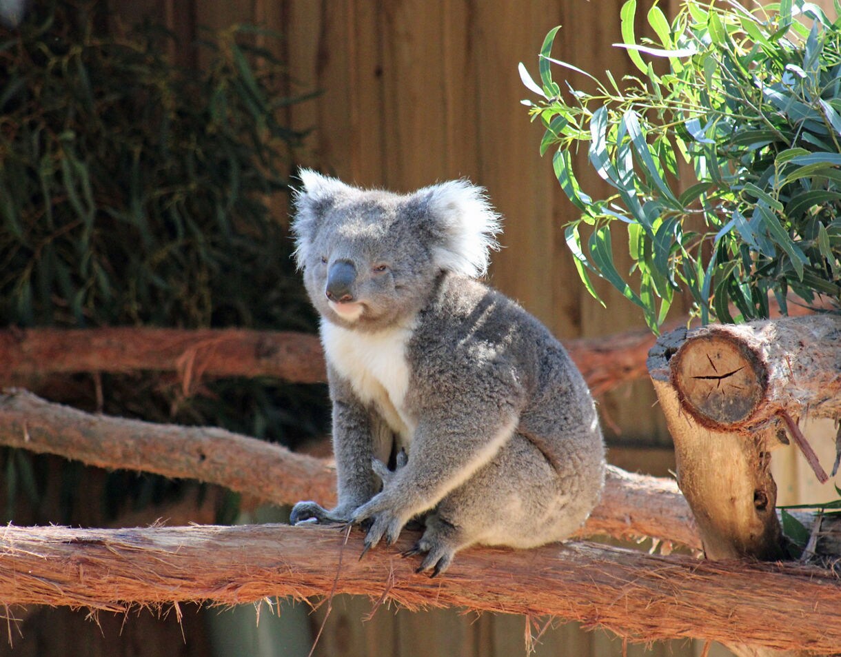 A koala sitting on a tree branch surrounded by eucalyptus leaves in a sunlit enclosure.