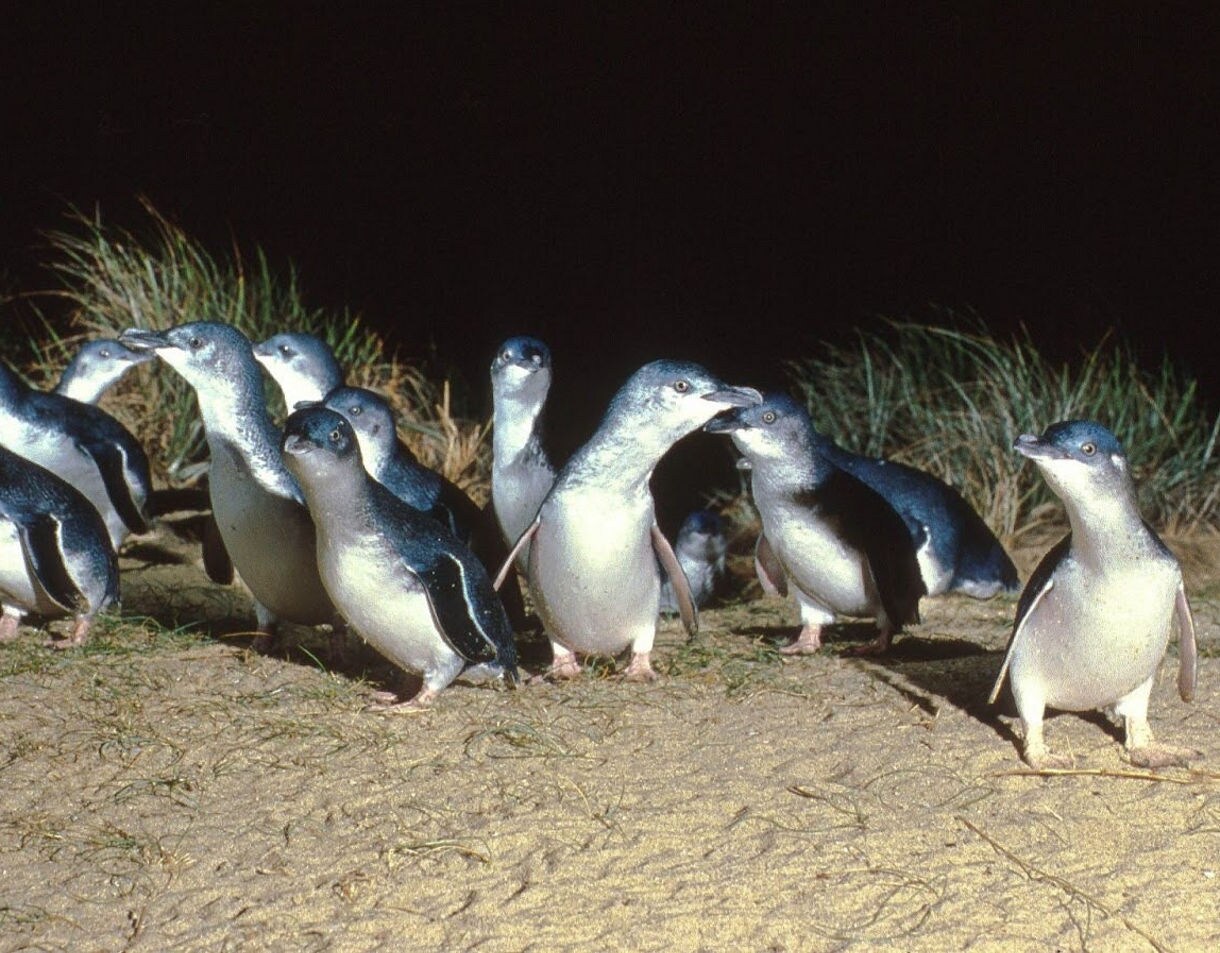 Group of little penguins walking across sandy ground at night near coastal vegetation on Phillip Island, Australia.