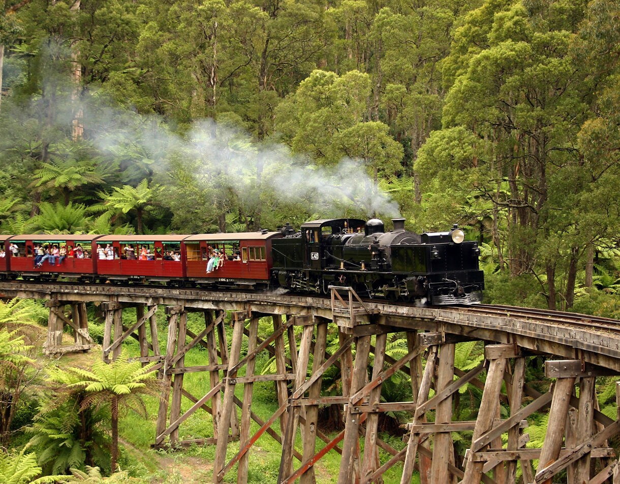 A vintage black steam train with open red carriages crosses a wooden trestle bridge surrounded by dense green forest in the Dandenong Ranges.