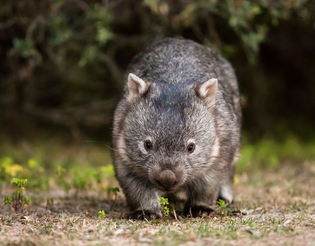 A brown wombat walking on grass and dirt at Healesville Sanctuary.