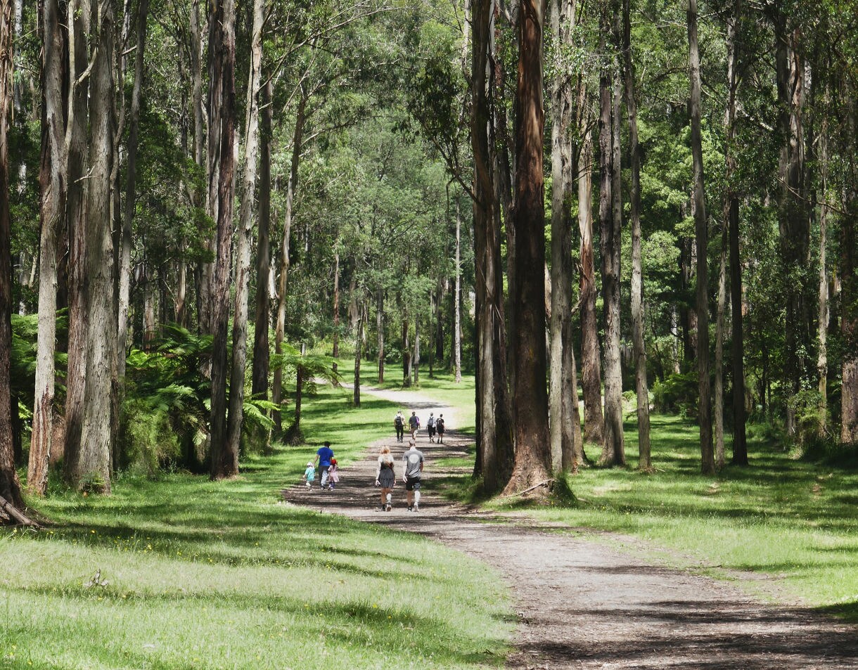 Visitors walking along a sun-dappled path through tall eucalyptus trees in the lush Sherbrooke Forest, Dandenong Ranges.