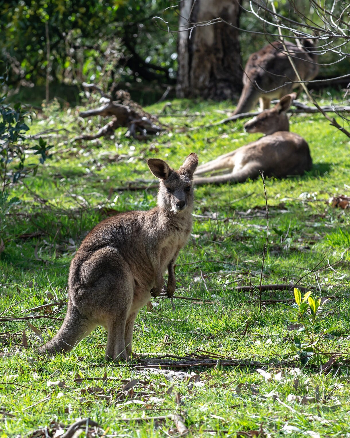 Wallabies resting and grazing on green grass under trees at Healesville Sanctuary on a sunny day.