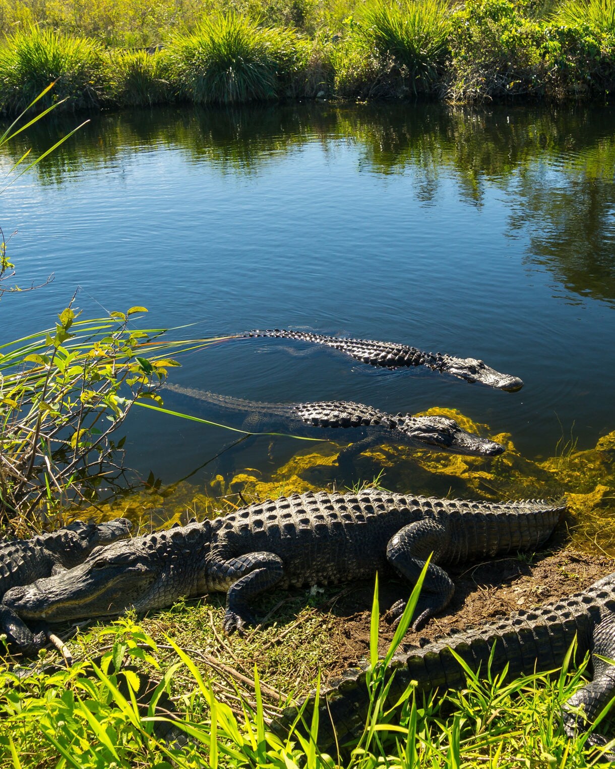 Four large American alligators resting in and near the dark blue water of a swamp in the Everglades surrounded by dense green reeds and grasses.