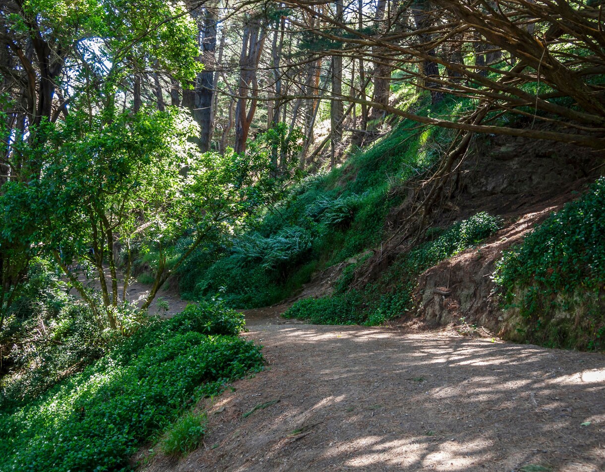 Shaded dirt path winding through lush green forest on Mount Victoria, with sunlight filtering through tall trees.