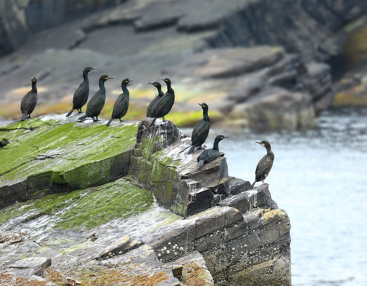 Group of black seabirds perched on mossy coastal rocks at Mousa, with water and cliffs in the background.