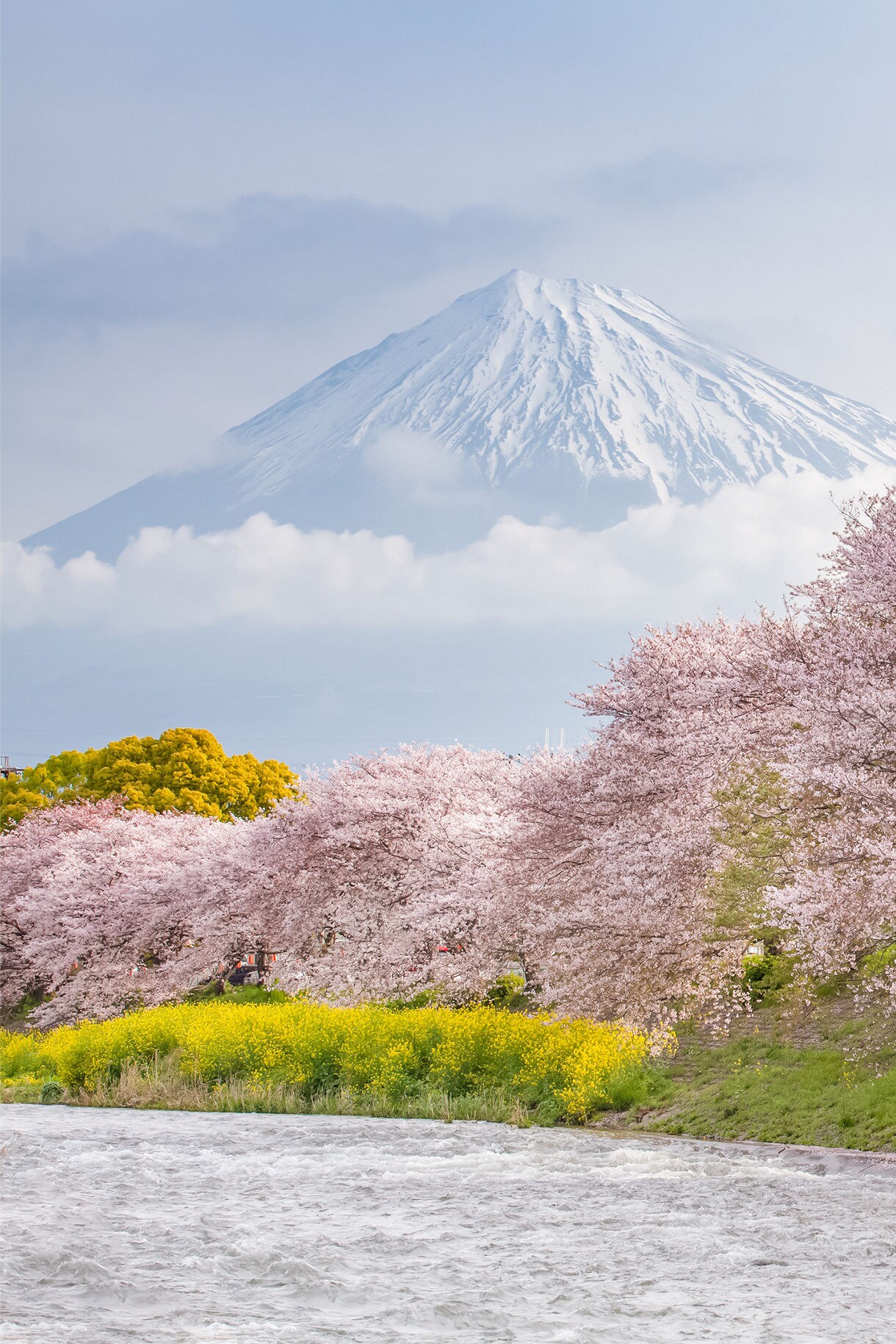 Cruises visiting Shimizu (for Mt. Fuji)