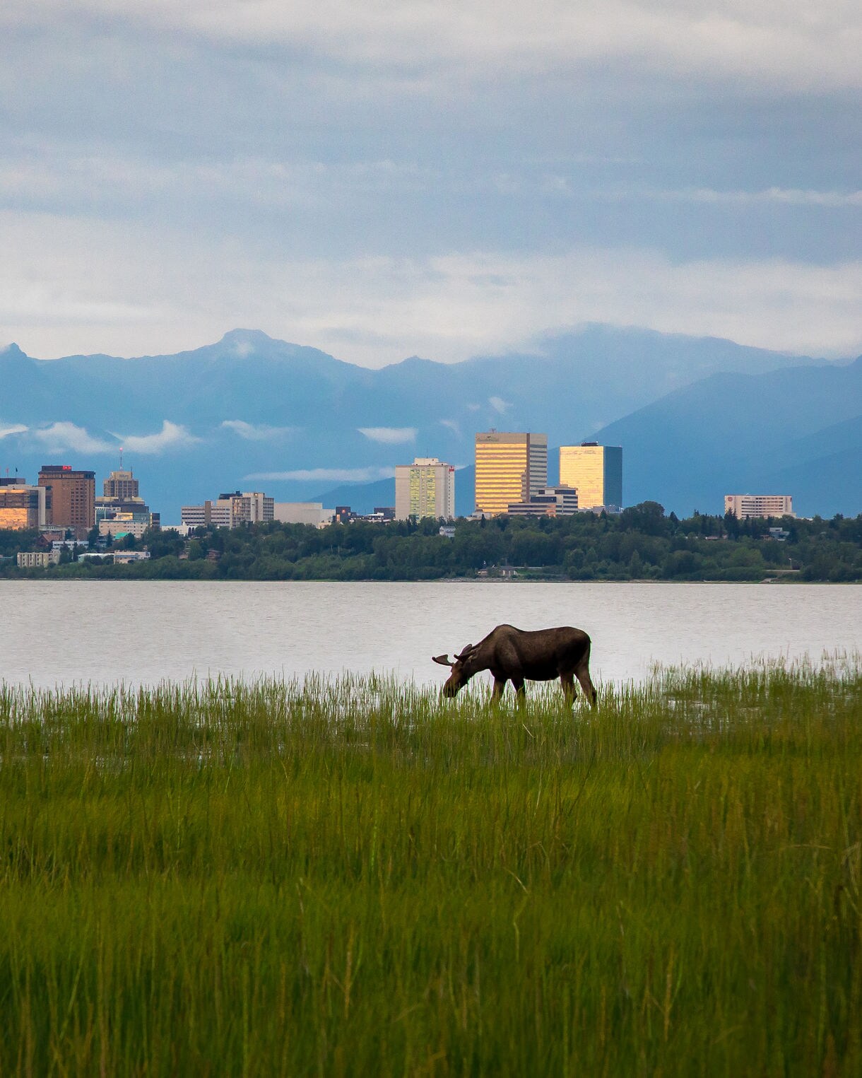 Moose grazing in wetland grasses along waterfront with Anchorage city skyline and misty mountain ranges visible across the water under cloudy skies.