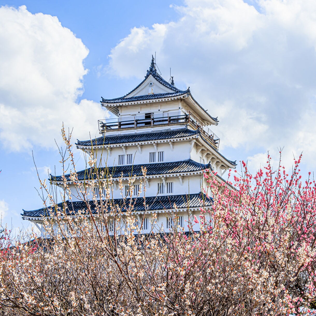 Shimabara Castle in Nagasaki, Japan, a traditional white Japanese fortress with tiered roofs, partially obscured by blooming pink and white cherry blossoms.