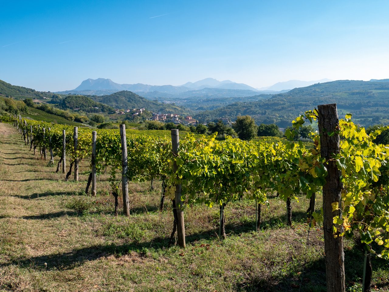 Rows of grapevines stretch across rolling hills under a clear blue sky with distant mountains.