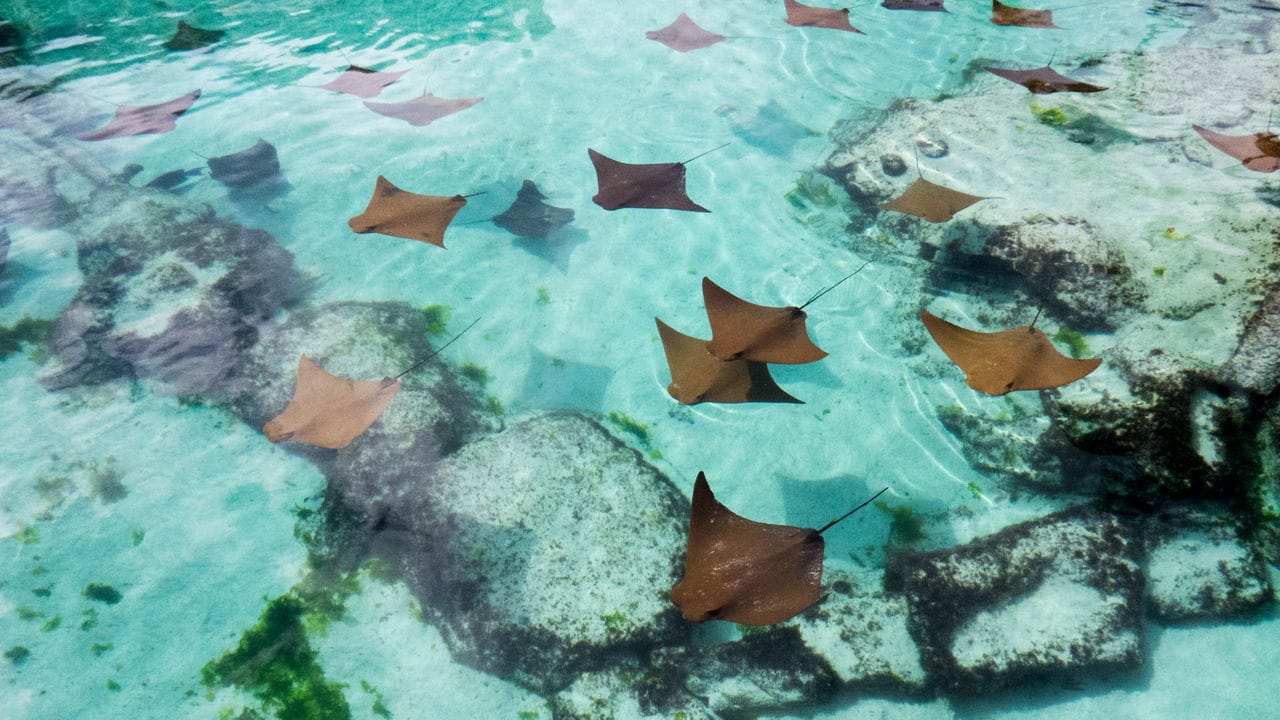 Group of brown stingrays swimming over rocks and sand in shallow, transparent turquoise water in Nassau, Bahamas.