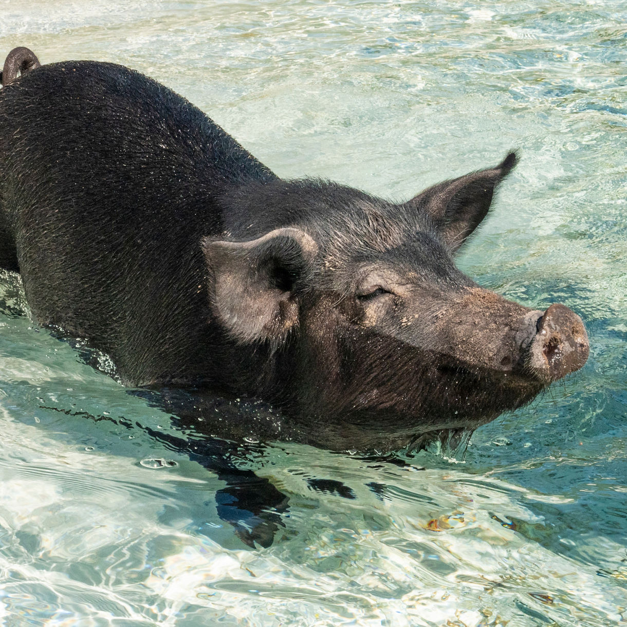 A black pig wading through the shallow turquoise waters of the Bahamas with its snout slightly raised and ears perked, surrounded by gentle ripples.