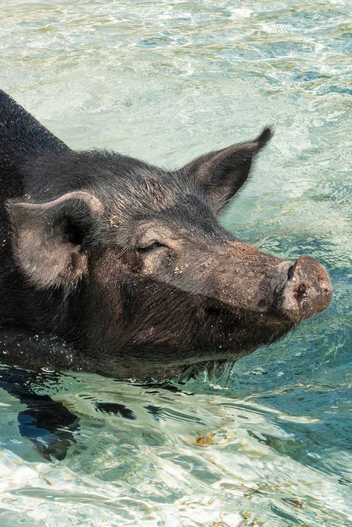 A black pig wading through the shallow turquoise waters of the Bahamas with its snout slightly raised and ears perked, surrounded by gentle ripples.