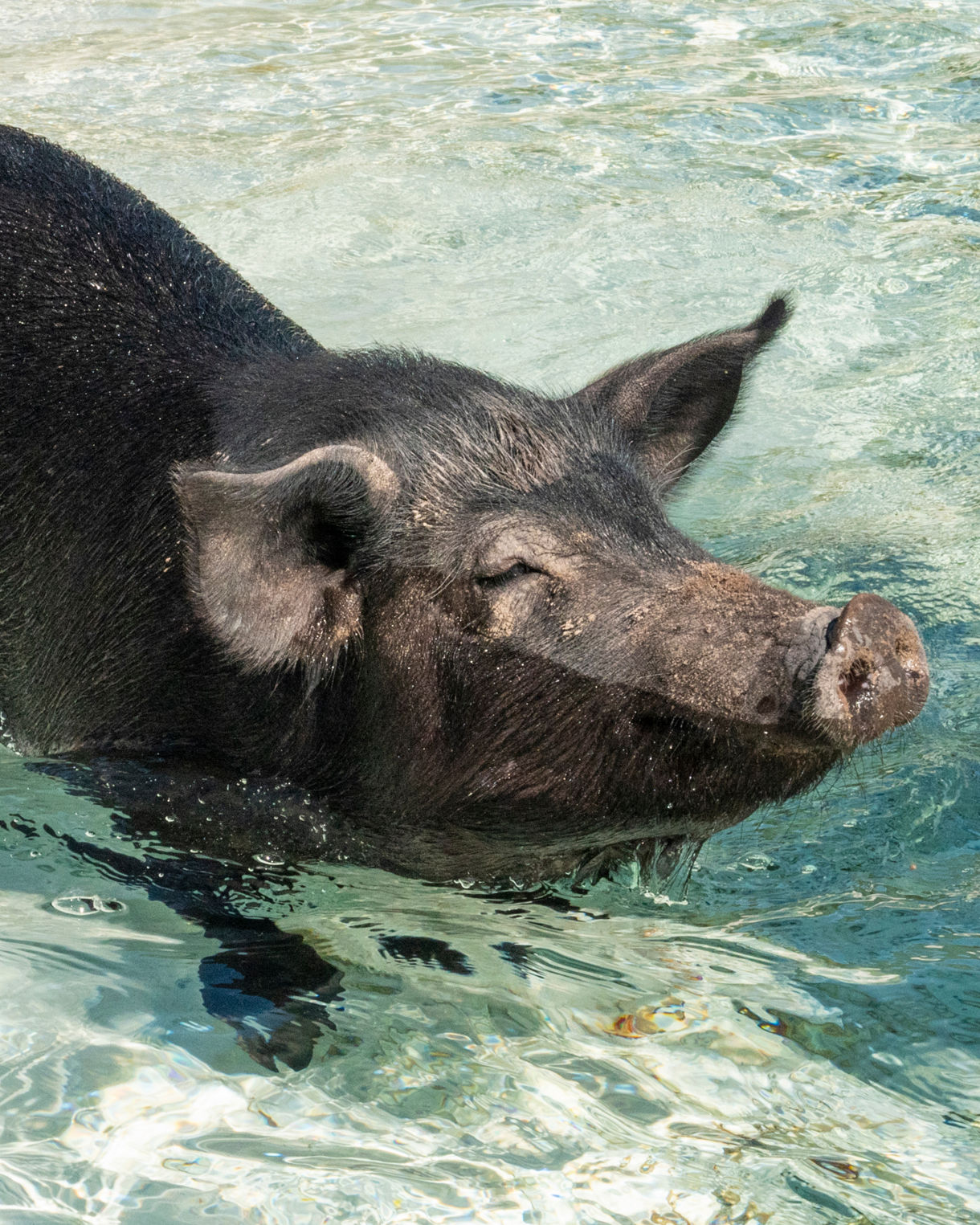 A black pig wading through the shallow turquoise waters of the Bahamas with its snout slightly raised and ears perked, surrounded by gentle ripples.