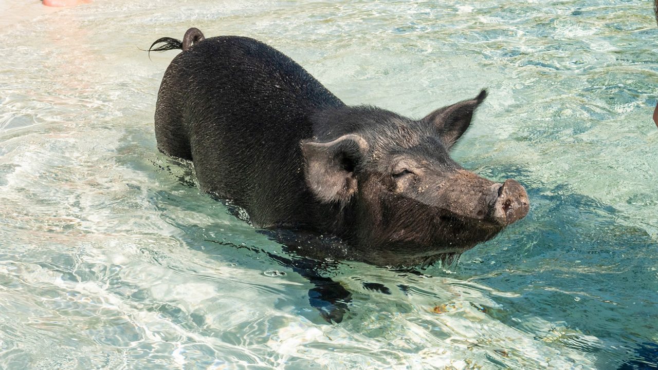 A black pig wading through the shallow turquoise waters of the Bahamas with its snout slightly raised and ears perked, surrounded by gentle ripples.