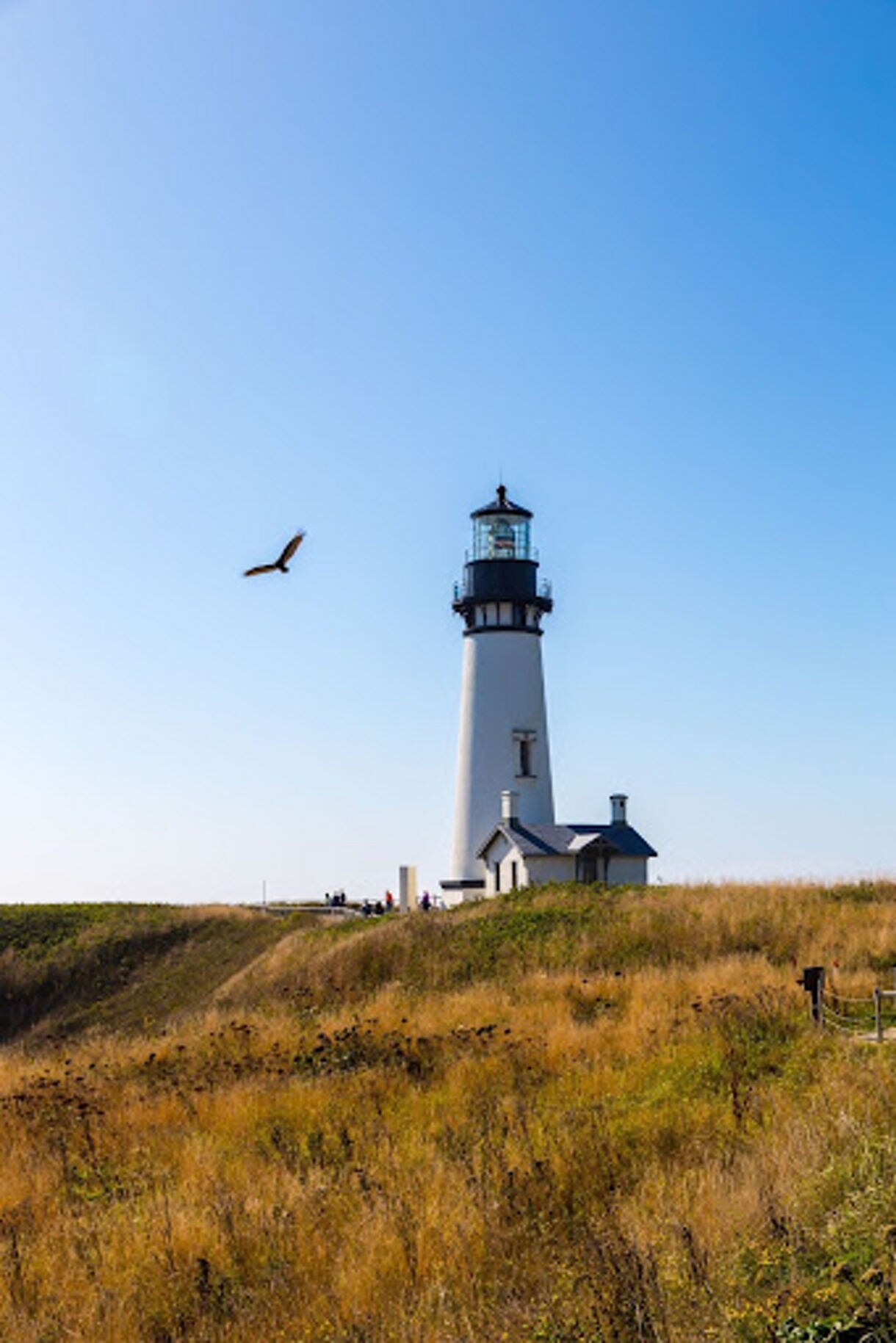 White coastal lighthouse on a grassy bluff with a bird gliding overhead under a clear blue sky.