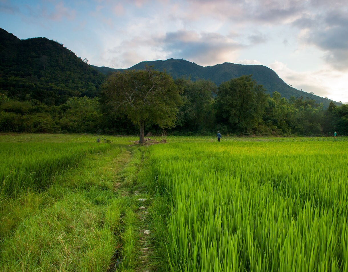 A vibrant green rice field in Nha Trang’s countryside, bordered by trees and distant hills under a soft, cloudy sky.