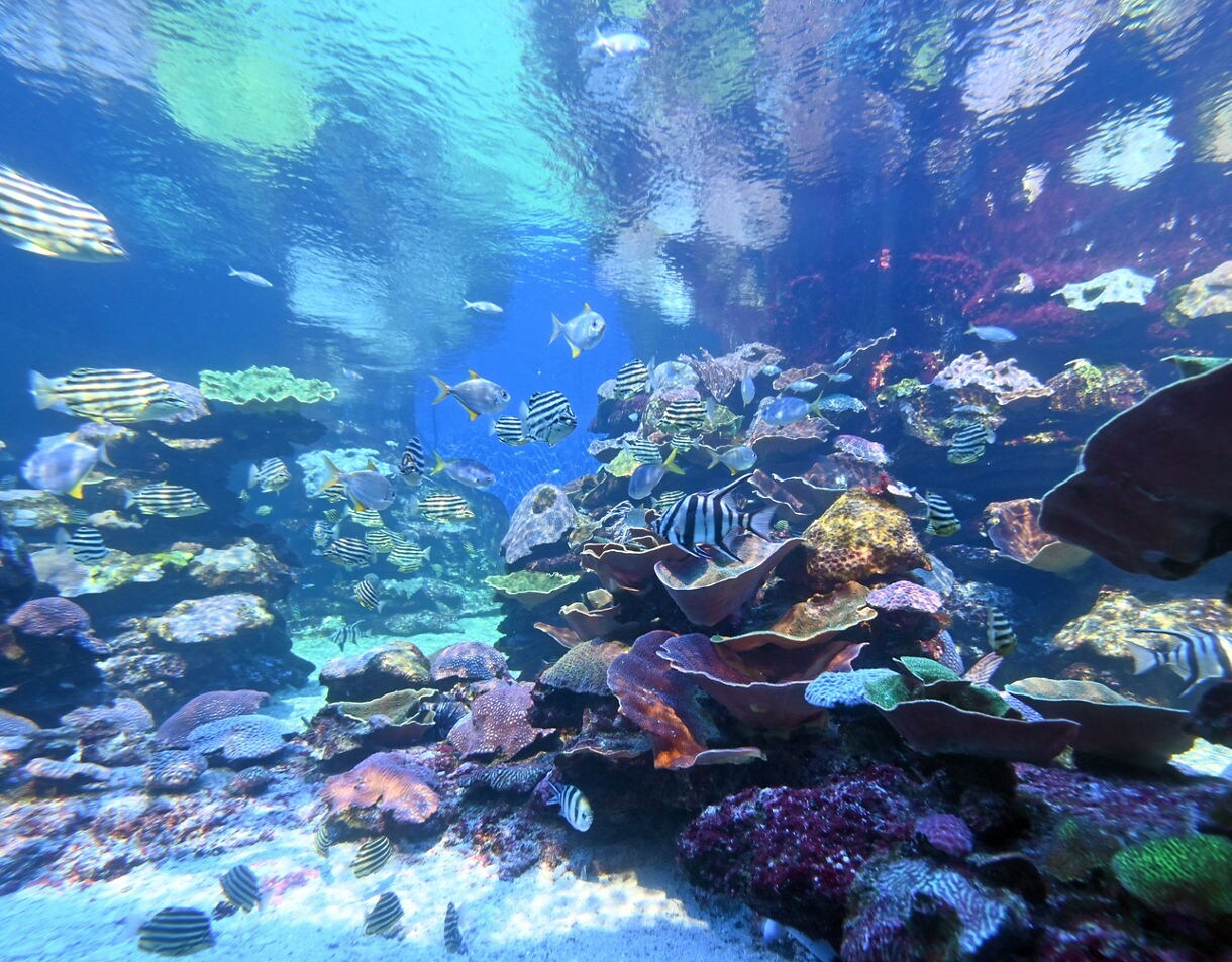 An underwater scene showing colorful coral formations and many striped and silver fish swimming in clear blue water.