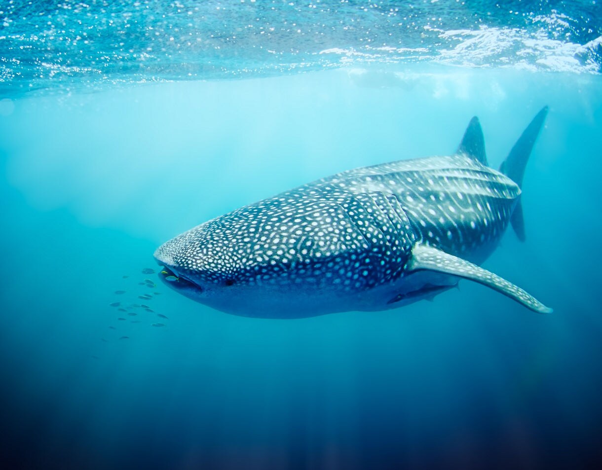 A whale shark swimming just below the surface of clear blue water, with small fish trailing near its head.