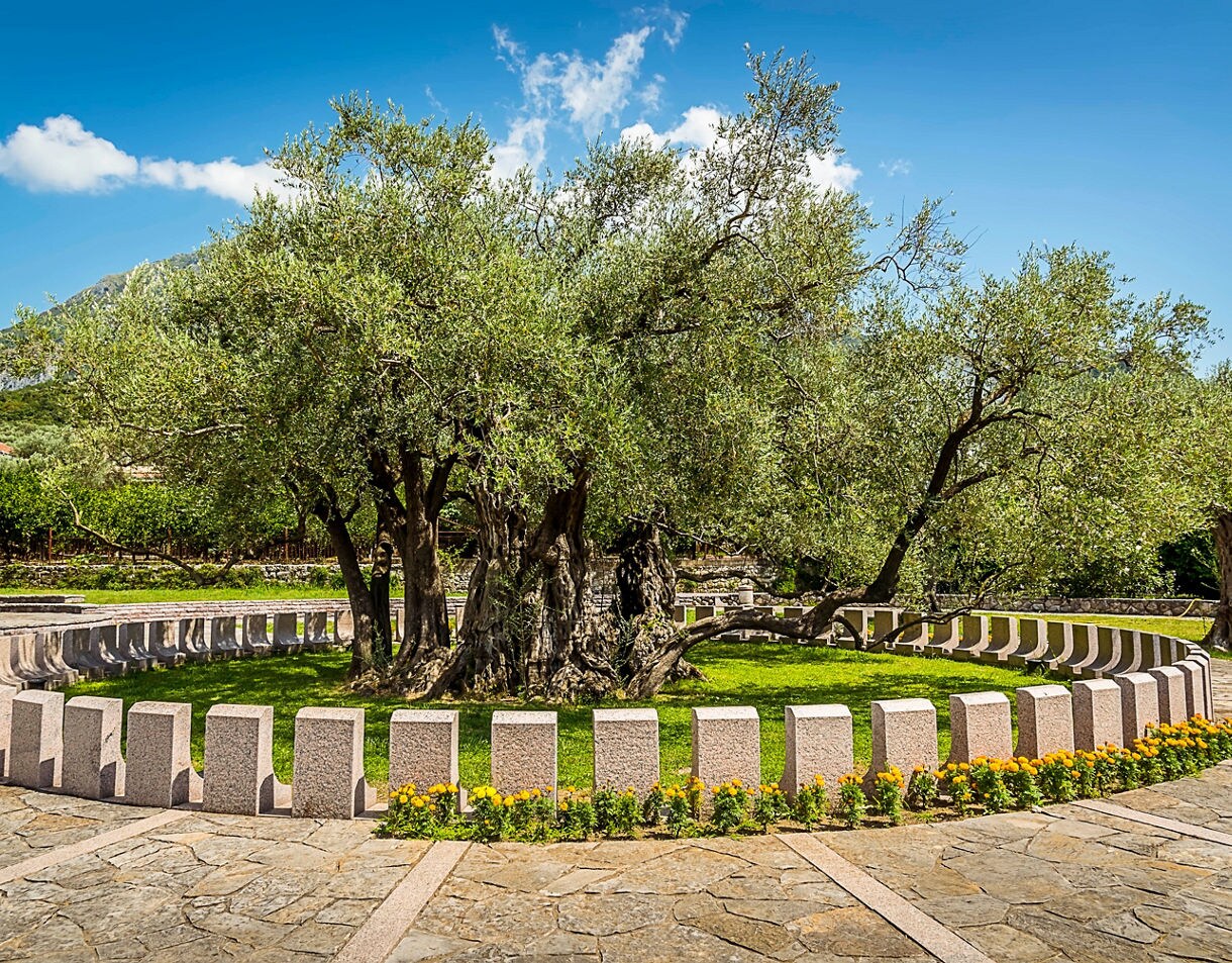Ancient olive tree with thick twisted trunk in a circular stone enclosure surrounded by grass and mountains in Bar, Montenegro.