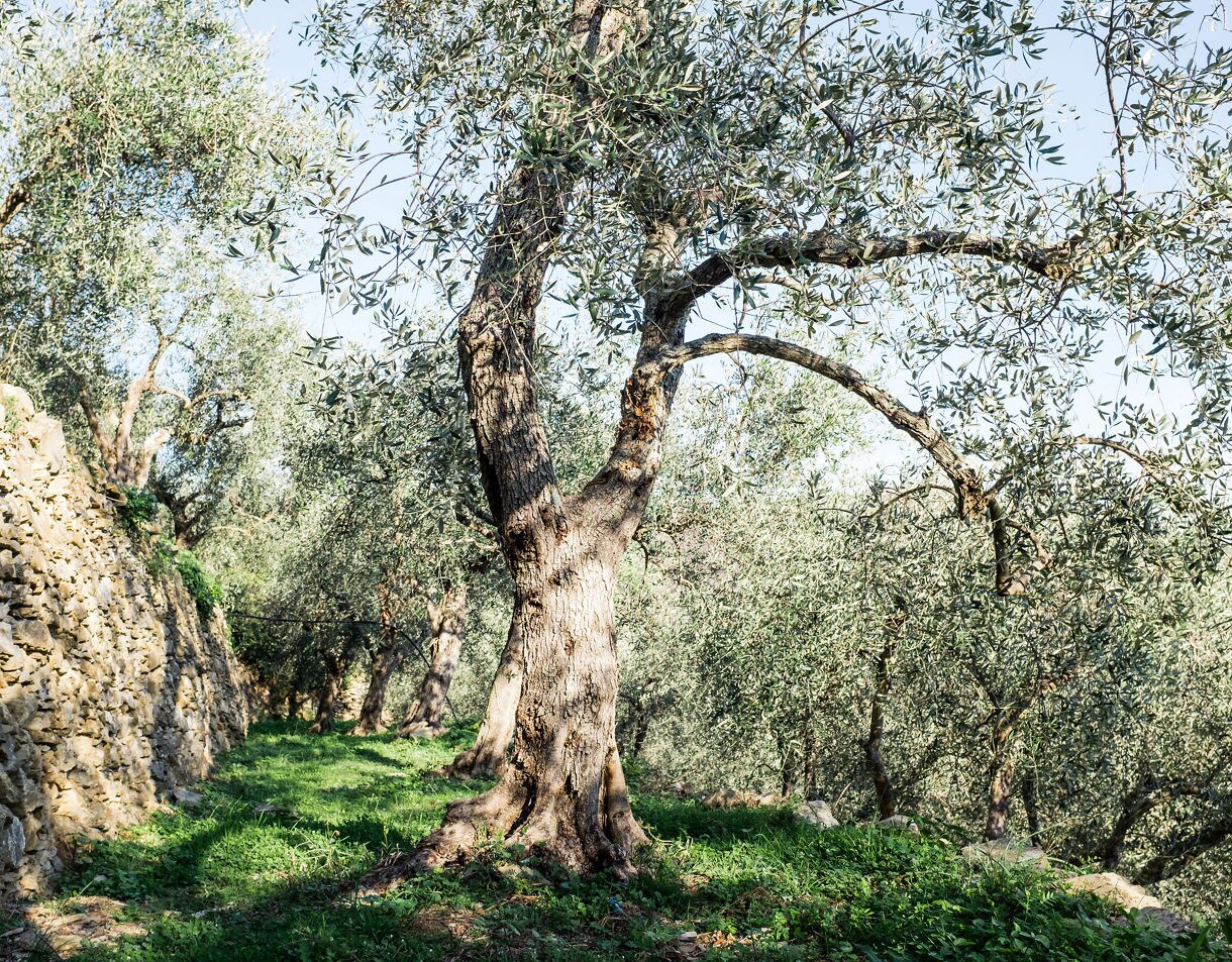  A grove of mature olive trees with silvery leaves casting dappled shade over a grassy path, beside an old stone wall under clear daylight.