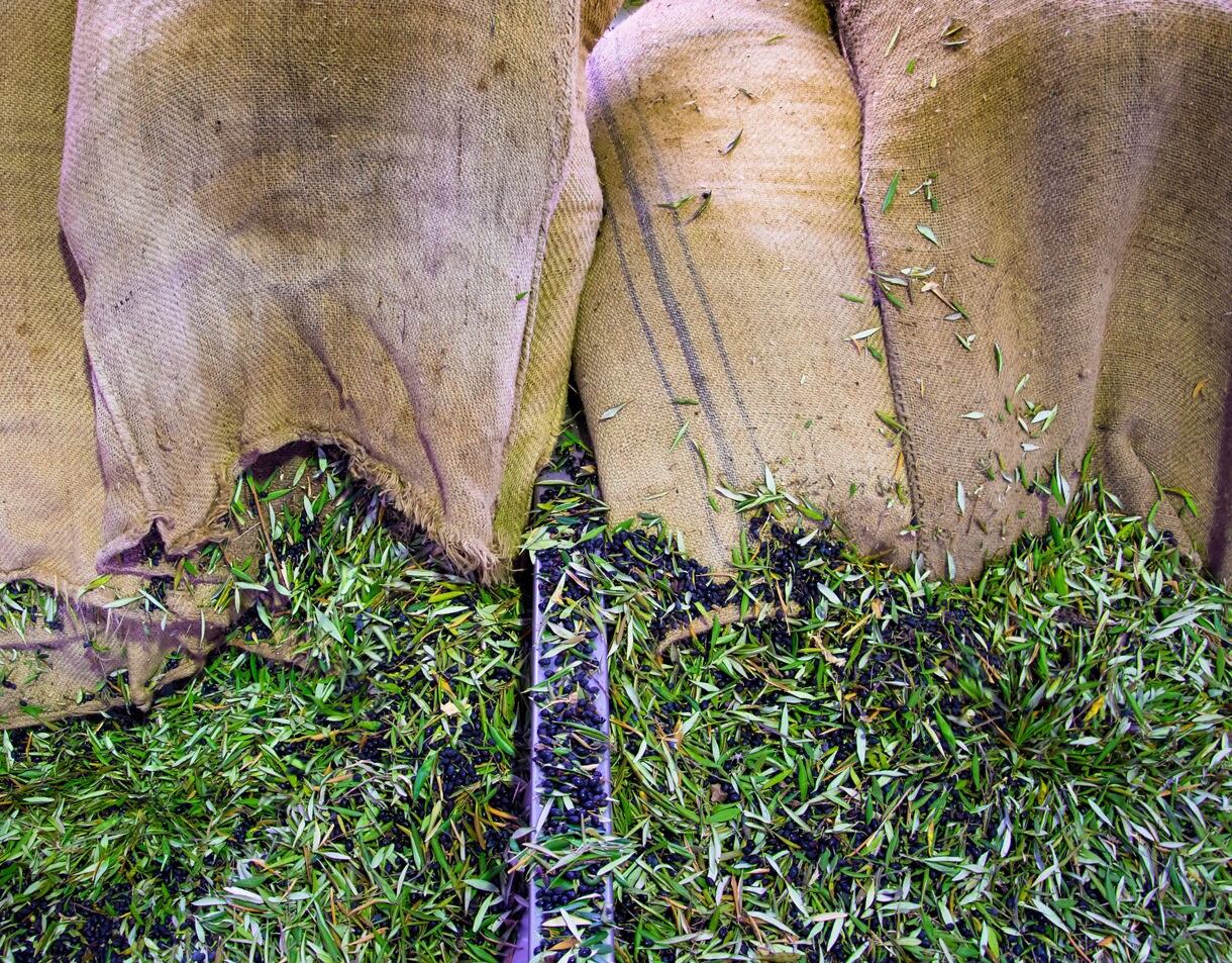 Close-up of burlap sacks filled with freshly picked green and black olives, spilling onto a metal surface during olive oil production.