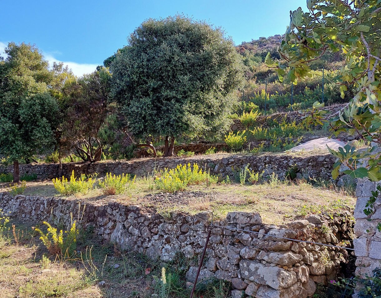 Stone terraces lined with mature olive trees and low shrubs on a sunny hillside in Elba, with wild yellow flowers growing between the rocks and a clear blue sky above.