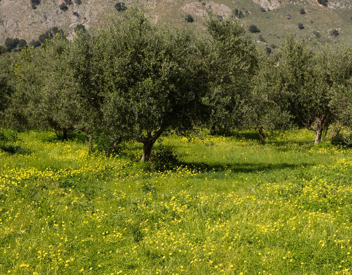 Olive trees scattered across a lush meadow filled with yellow wildflowers at the foot of a rocky hillside in Crete.
