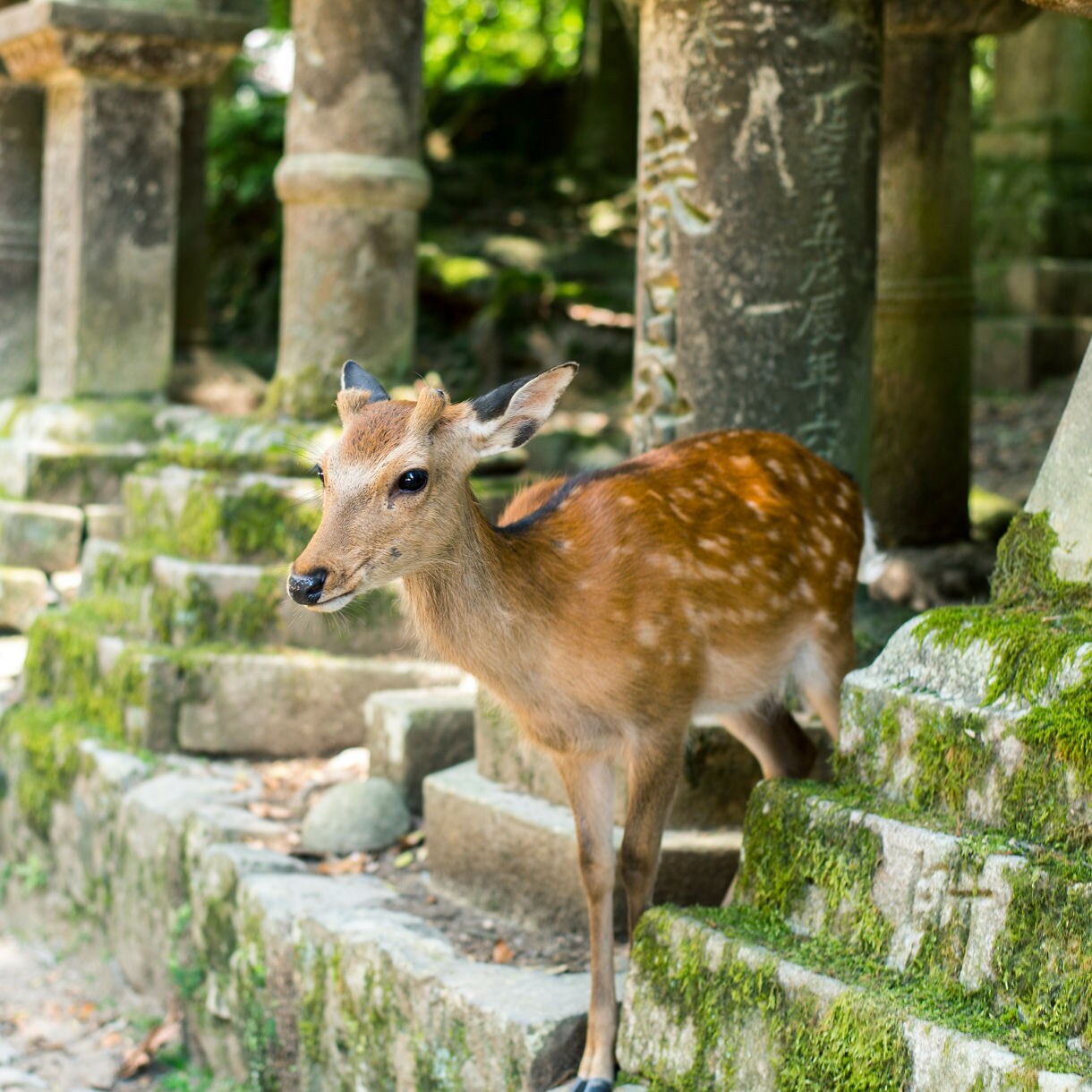Young deer standing beside moss-covered stone lanterns in Nara, Japan, with engraved Japanese characters and soft dappled sunlight filtering through trees.