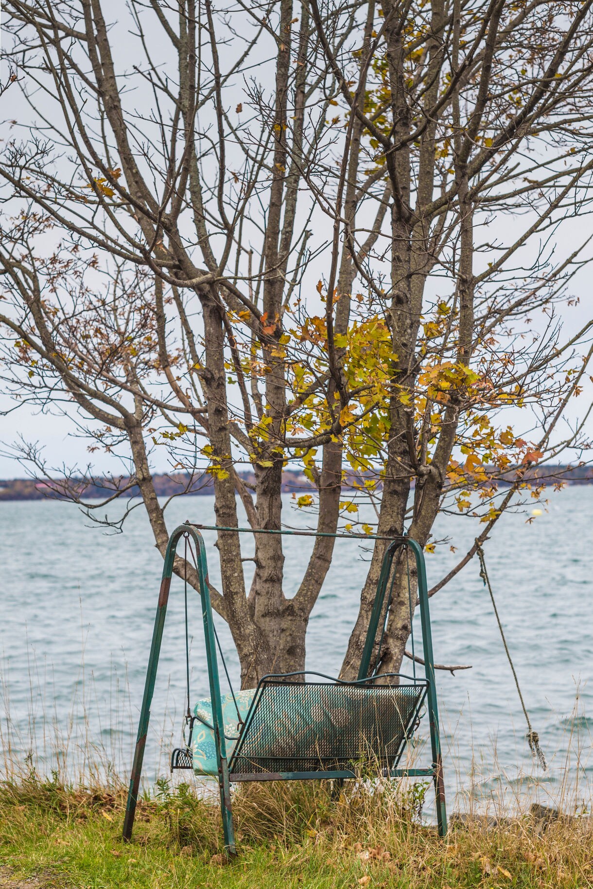 A weathered metal porch swing sits beneath a bare tree beside a windy shoreline, with autumn leaves clinging to a few branches and choppy water in the background.