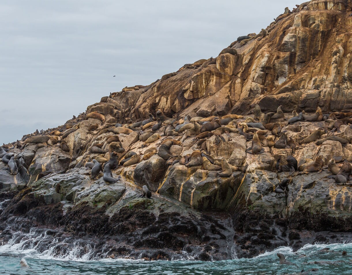 A large colony of sea lions resting on rugged, brown rock cliffs above turquoise water under an overcast sky.