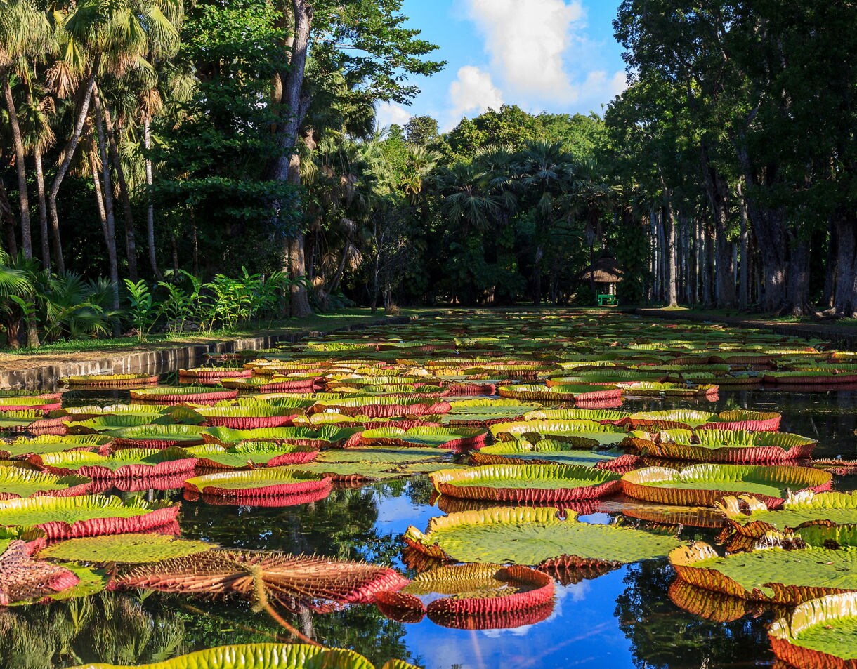 Large round lily pads with red edges float on a still pond surrounded by tall tropical trees.