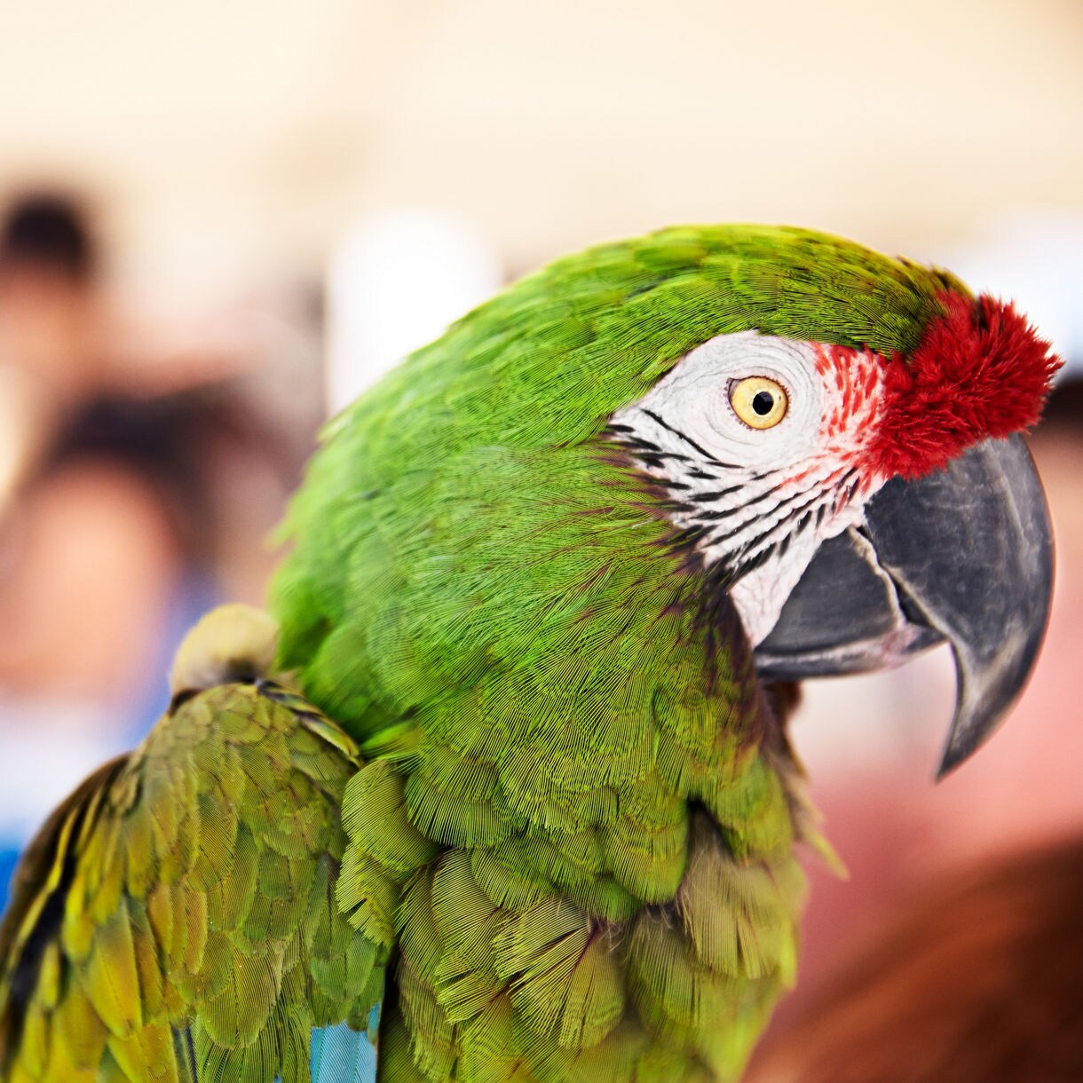 Green Macaw.