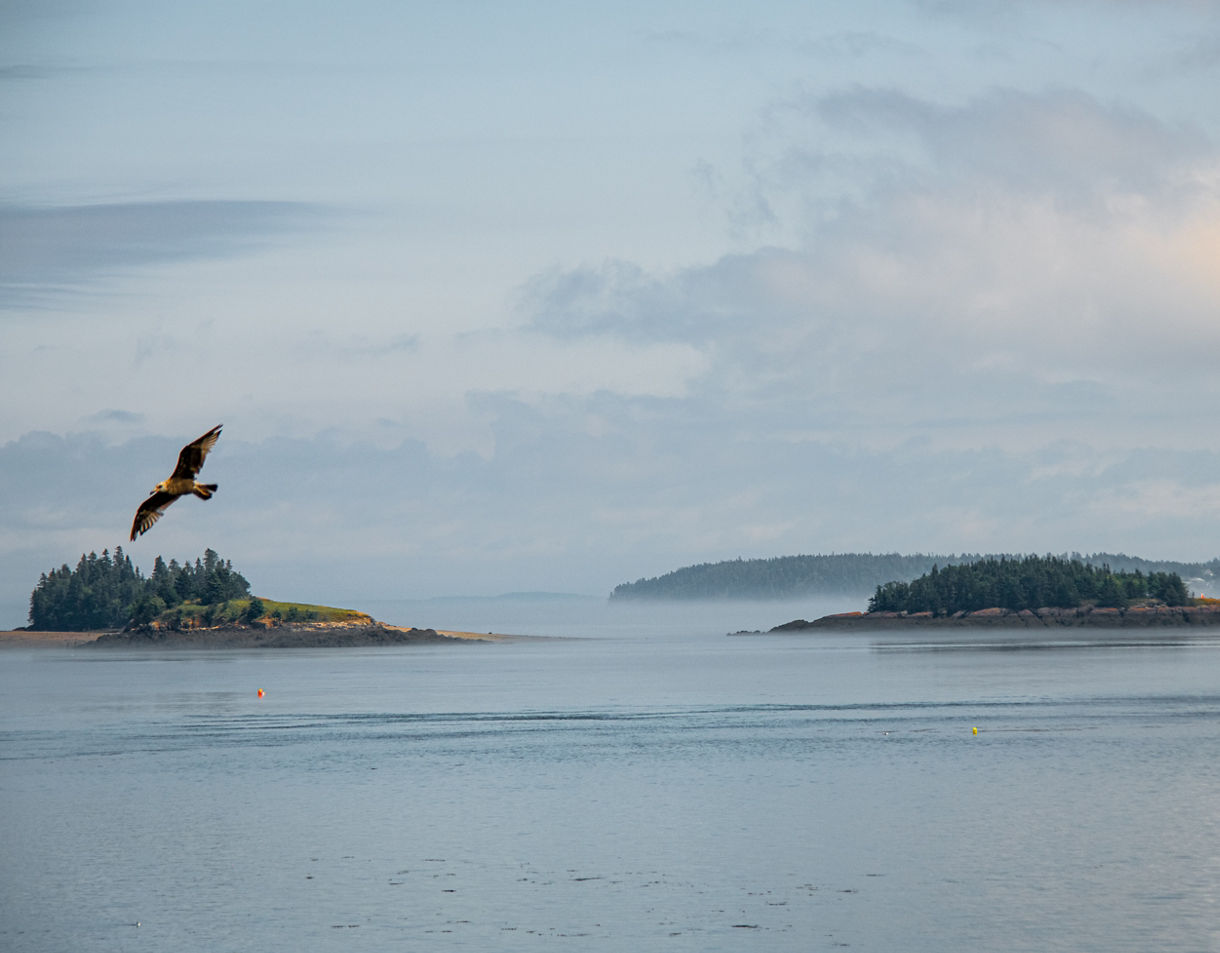Misty view of Passamaquoddy Bay with two small forested islands in the distance and an osprey gliding over quiet blue water.