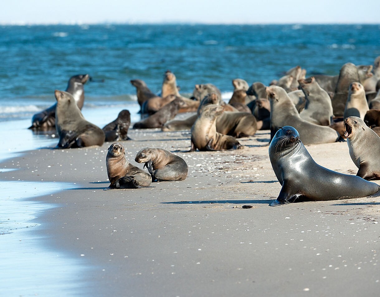 Large group of Cape fur seals resting and interacting on a sandy beach beside blue ocean waves, with several pups and adults scattered across the shoreline.