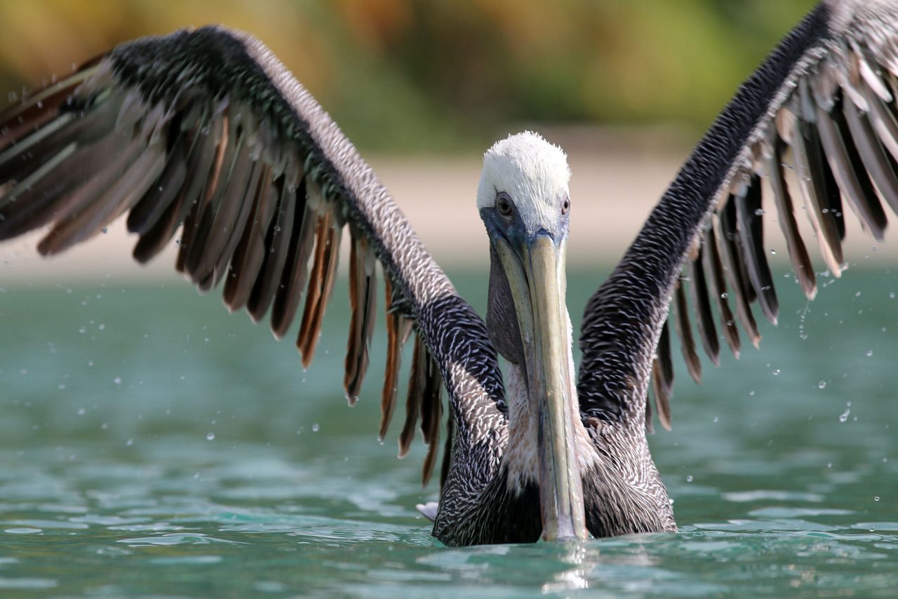 A brown pelican with wings spread wide landing on clear turquoise water, displaying detailed feather patterns and distinctive white head and long beak.