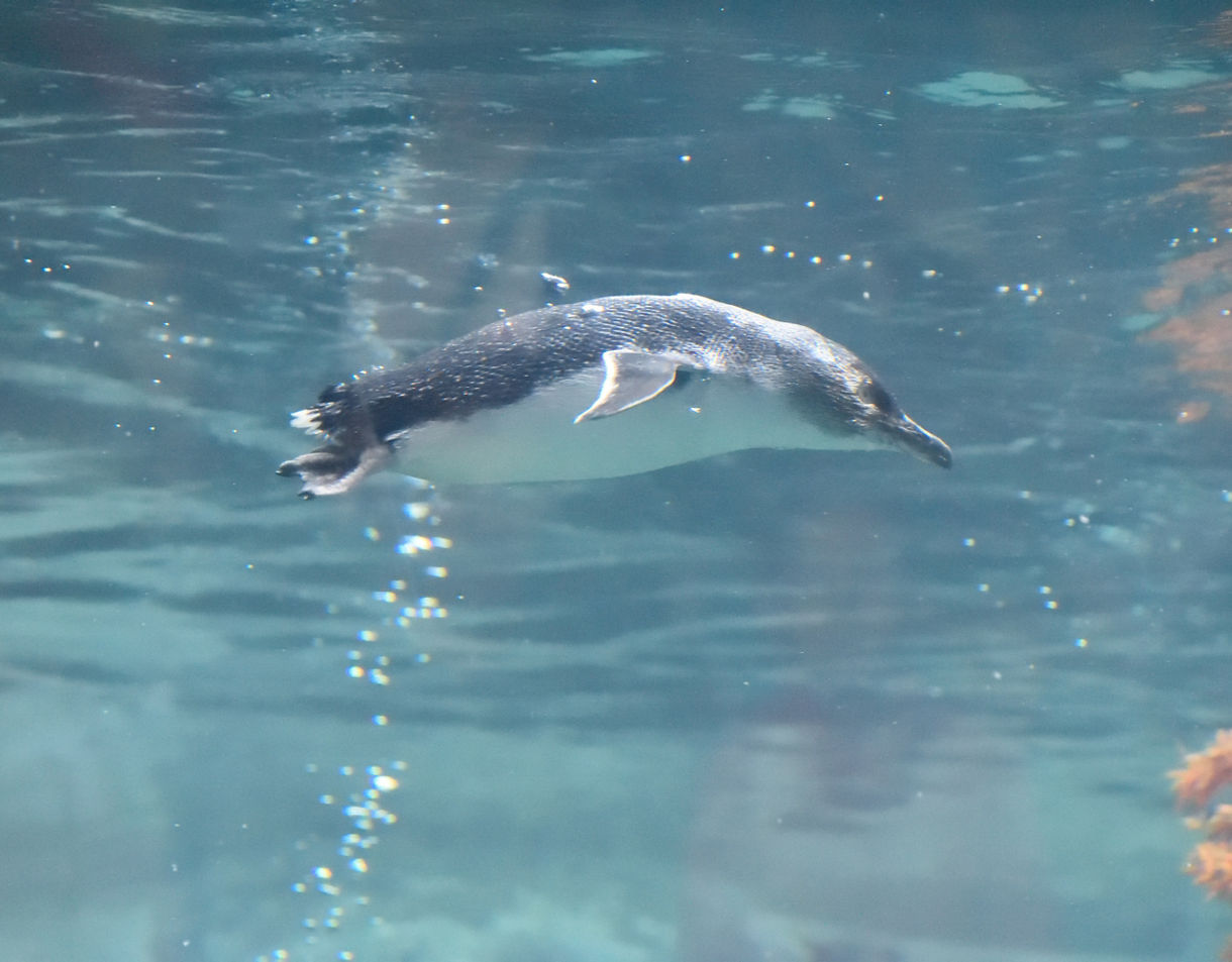 A small penguin swimming underwater, surrounded by bubbles and soft blue light.