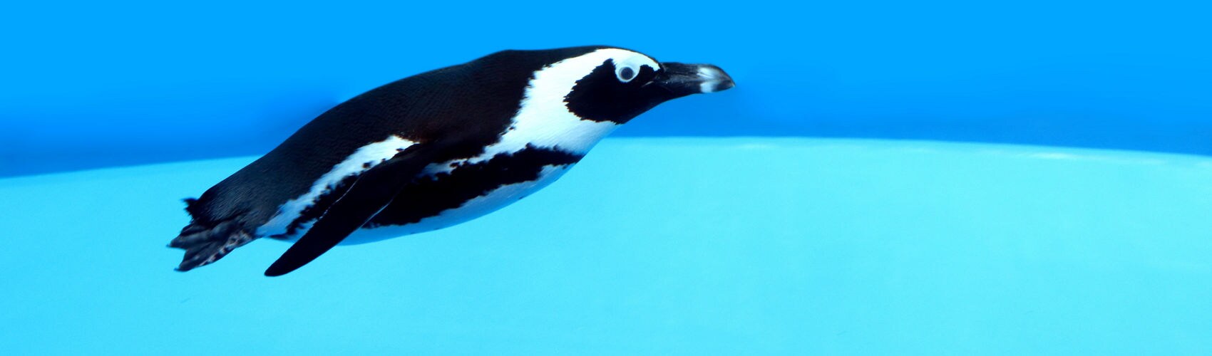 what-is-boston-known-for-princess-cruises