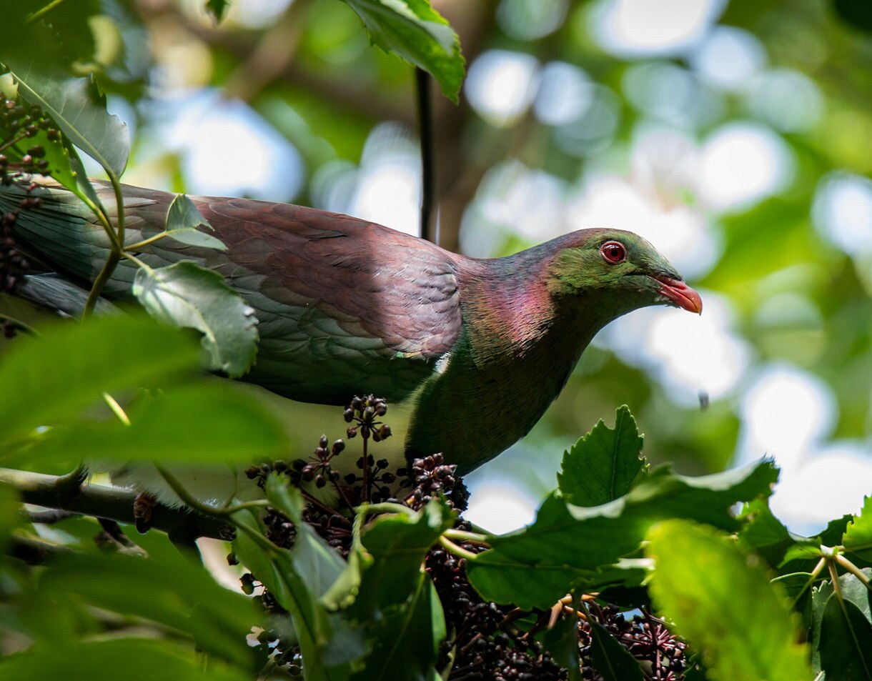 Close-up of a kererū (New Zealand wood pigeon) eating berries among bright green leaves.
