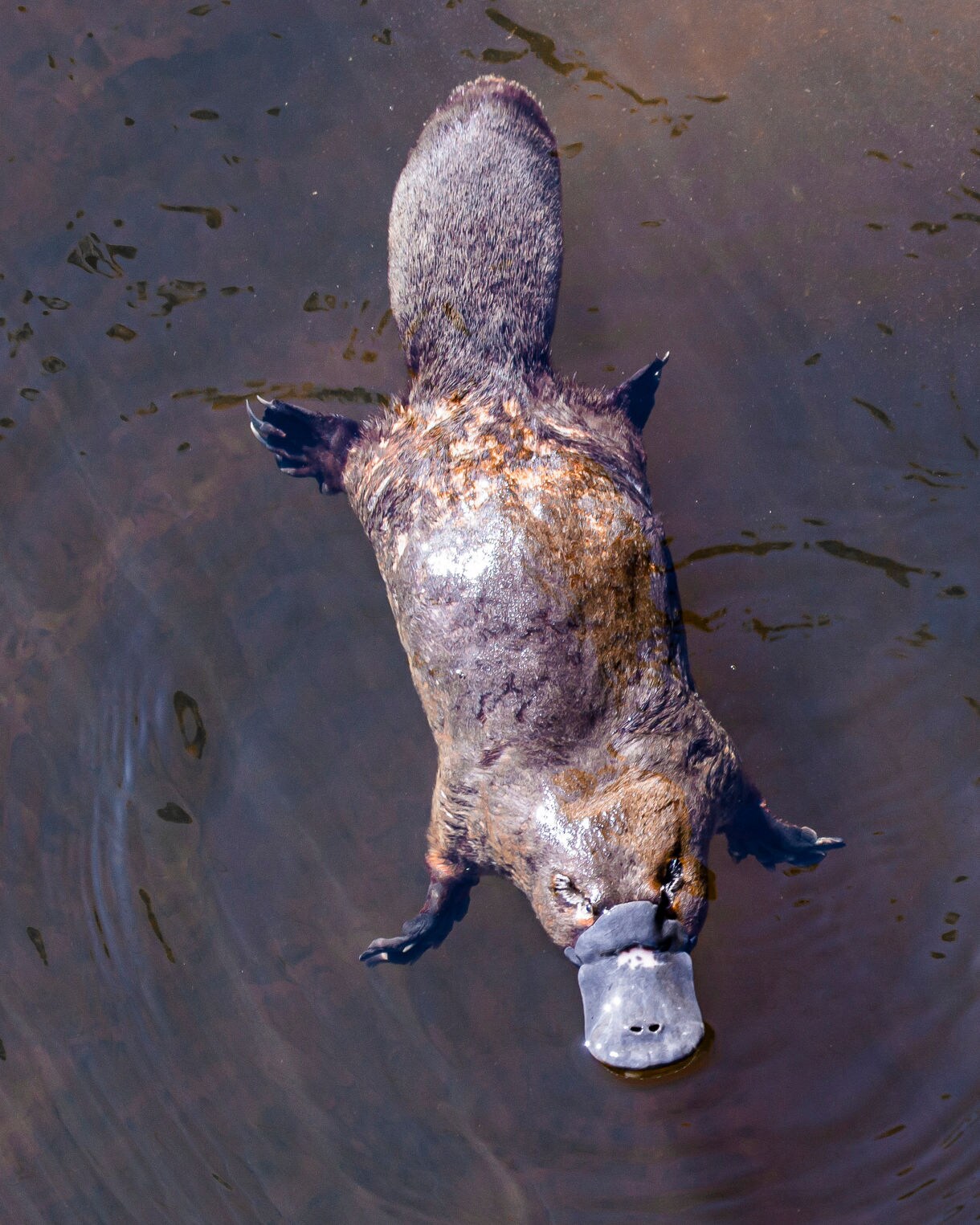 Overhead view of a platypus floating in still, murky water with its bill visible.