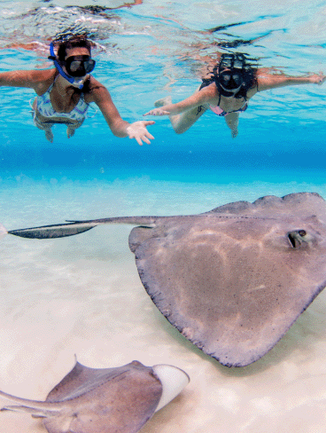 Two swimmers encounter stingrays in the Caribbean.