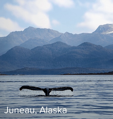 A whale breaches the water in Juneau, Alaska.