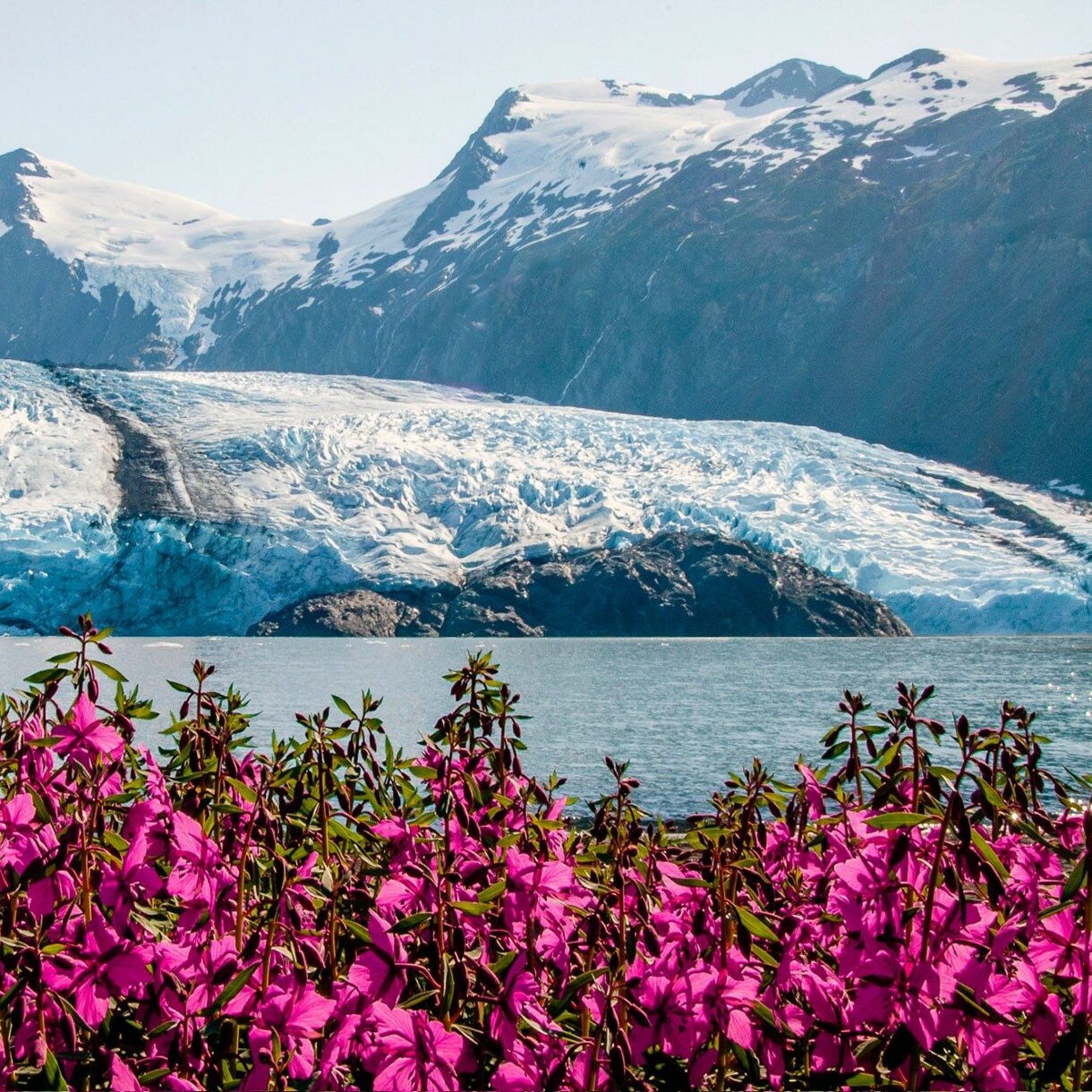 A stunning glacier looms in the background, framed by vibrant pink flowers in the foreground, creating a breathtaking scene.
