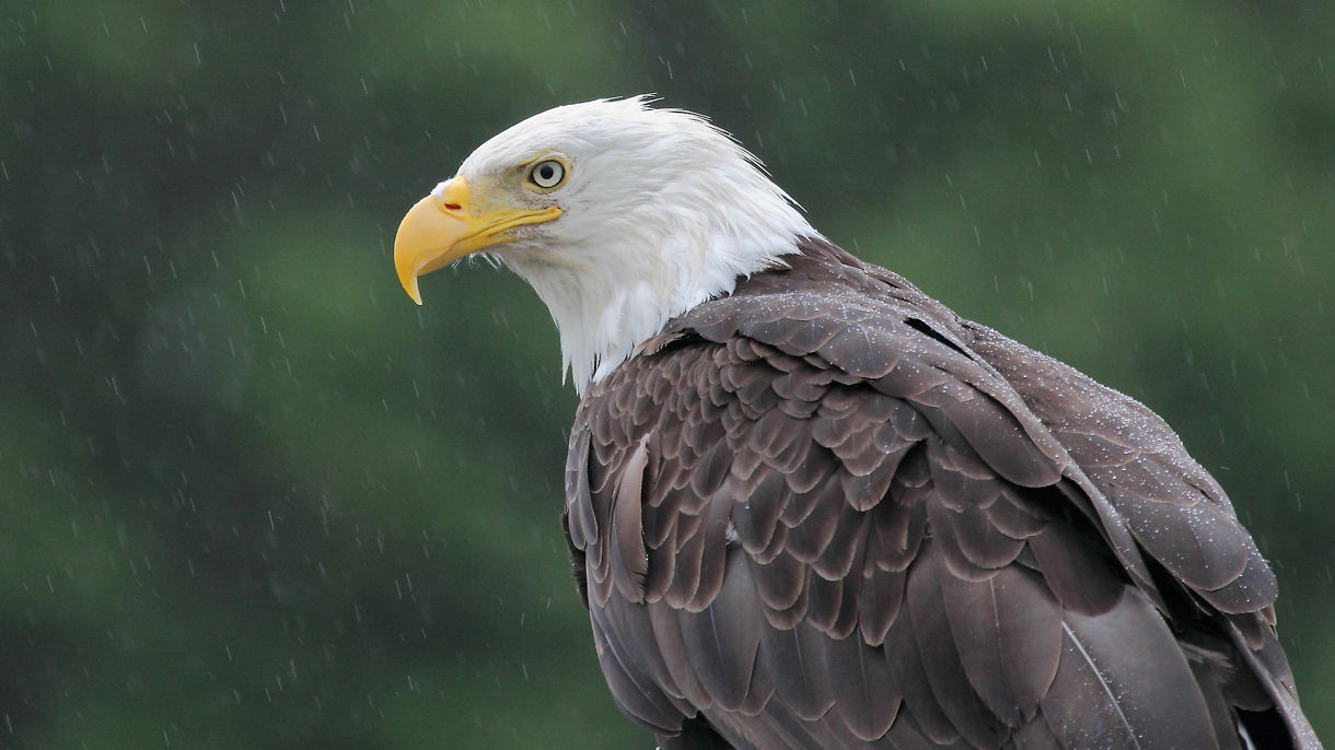 Close-up of a bald eagle with rain droplets on its feathers, staring intently to the left with a blurred forest background in Prince Rupert, British Columbia.