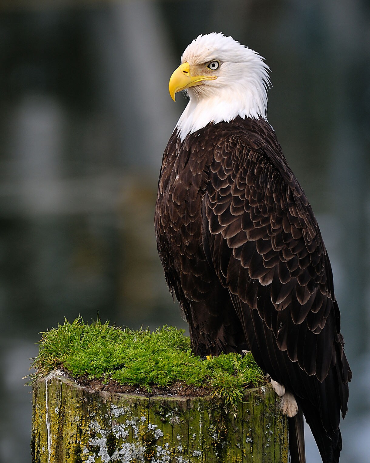 Bald eagle standing on a moss-covered wooden post with lichen, staring intensely to the side, set against a blurred natural background in Prince Rupert.